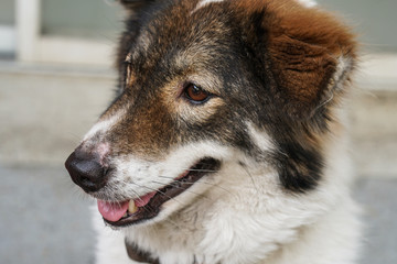 Thai friendly bangkaew dog breed wait for food