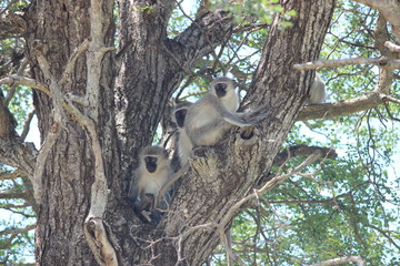 Monkey babies