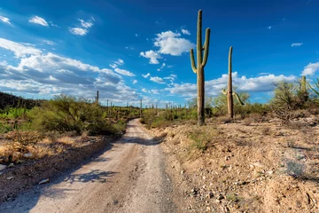Papier Peint photo Lavable Parc naturel Route du désert de l& 39 Arizona avec des cactus Saguaro dans le désert de Sonora près de Phoenix, Arizona.