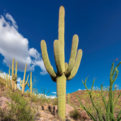 Giant Saguaros in Saguaro National Park near Tucson, Arizona