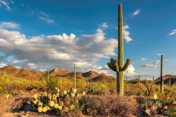 Parc national de Saguaro, Tucson, Arizona