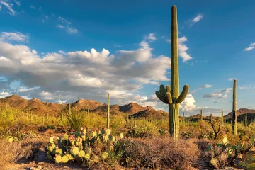 Cercles muraux Parc naturel Parc national de Saguaro, Tucson, Arizona