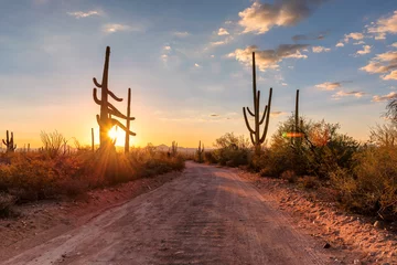 Papier Peint photo Lavable Parc naturel Voyagez dans le désert de l& 39 Arizona au coucher du soleil avec des cactus Saguaro dans le désert de Sonora près de Phoenix, en Arizona.