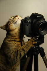 кот и камера