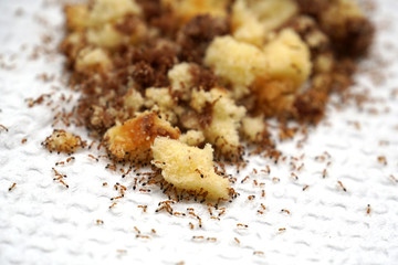 ants on a cake trap