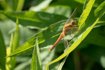 Portrait of a dragonfly on a green plant background