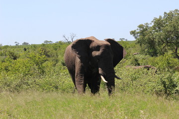 Fototapeta na wymiar elephant in kruger park