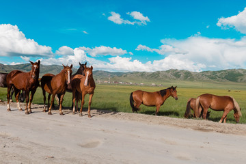 Fototapeta na wymiar horses are on the road. Behind the mountain landscape