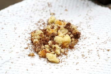 ants on a cake trap