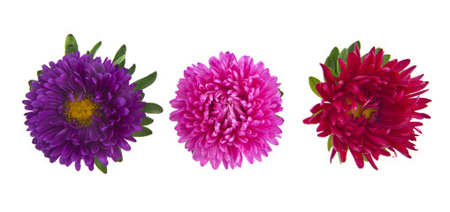 aster flowers isolated on white background