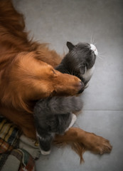 The Golden Hound and the kitten get close.