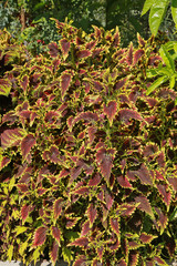 Coleus