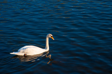 Schwan schwimmt auf blauem Wasser