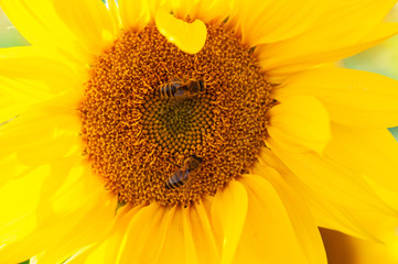 Zwei Bienen uaf einer Sonnenblume