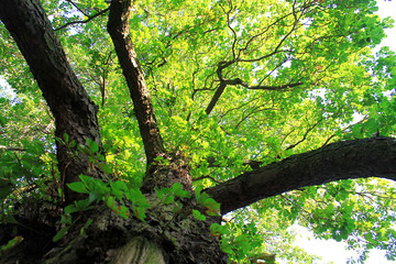 Fototapeta premium oak tree