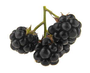 blackberries isolated on white background