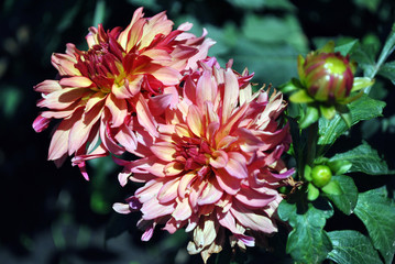 Soft pink dahlias couple flowers and buds on green bush, petals close up detail, soft blurry bokeh background