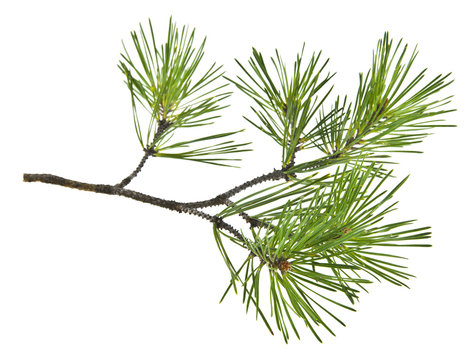 green pine branch isolated on white background