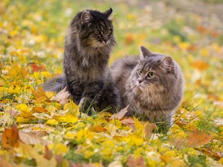Naklejka na ściany i meble Two cats on the autumn leaves