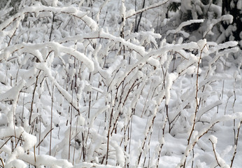 Bushes in snow.