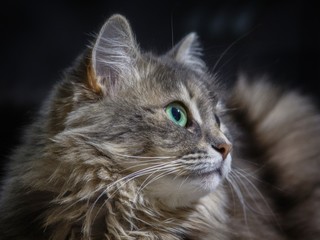 Naklejka na ściany i meble Beautiful cat portrait