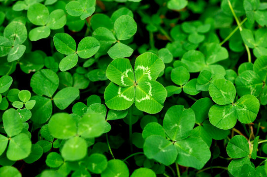 四つ葉」の写真素材 | 67,060件の無料イラスト画像 | Adobe Stock