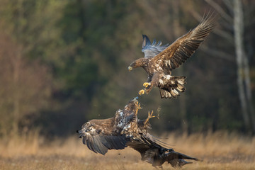 Birds of prey - white-tailed eagle in flight (Haliaeetus albicilla)