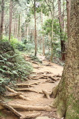 筑波山　登山道