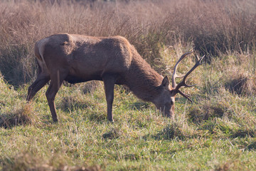 Maschio di Cervo Nobile (Cervus elaphus)