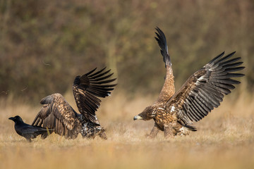 Birds of prey - white-tailed eagle in flight (Haliaeetus albicilla)