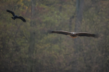 Birds of prey - white-tailed eagle in flight (Haliaeetus albicilla)