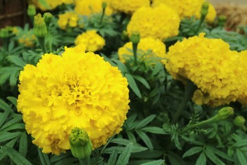 Yellow marigold flowers with green leaves background.