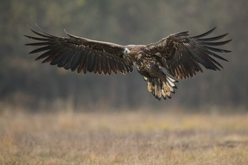 Birds of prey - white-tailed eagle in flight (Haliaeetus albicilla)