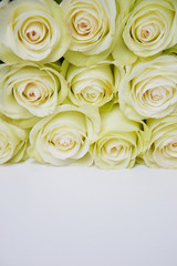 White roses  background