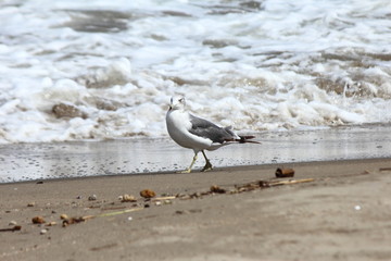 ウミネコ　砂浜