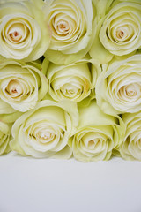 White roses  background