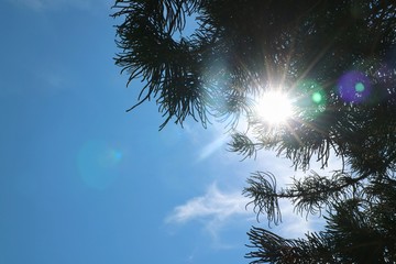 Pine leaves with flare light of the sun in the morning. Nature background concept.