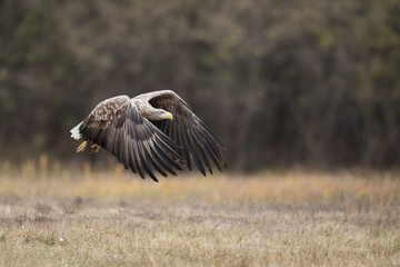Birds of prey - white-tailed eagle in flight (Haliaeetus albicilla)