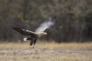 Obraz premium Birds of prey - white-tailed eagle in flight (Haliaeetus albicilla)