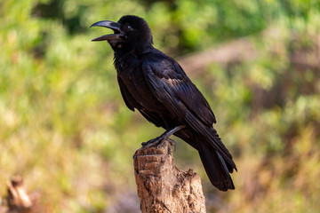 Wild crow surrounded by green