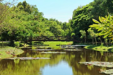 Beautiful landscape view of the park with pond, lotus, wooden bridge and tropical trees. Nature background concept.