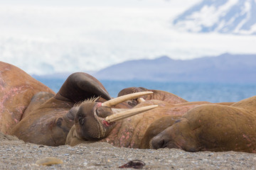 several walruses sleeping on sandy ground (odobenus rosmarus), glacier