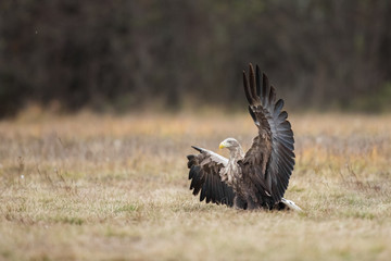 Birds of prey - white-tailed eagle in flight (Haliaeetus albicilla)