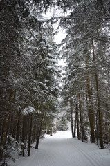 Fairytale winter forest