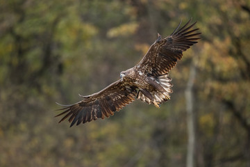 Birds of prey - white-tailed eagle in flight (Haliaeetus albicilla)