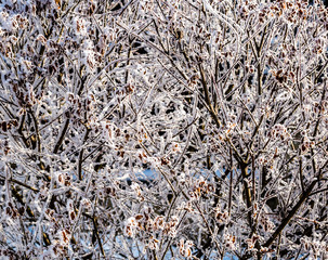 Beautiful winter background. Branches of decorative garden bush with hoarfrost