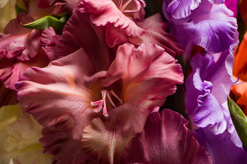 Bunch of beautiful multicolored gladiolus flowers. Bloom, romance. - obrazy, fototapety, plakaty