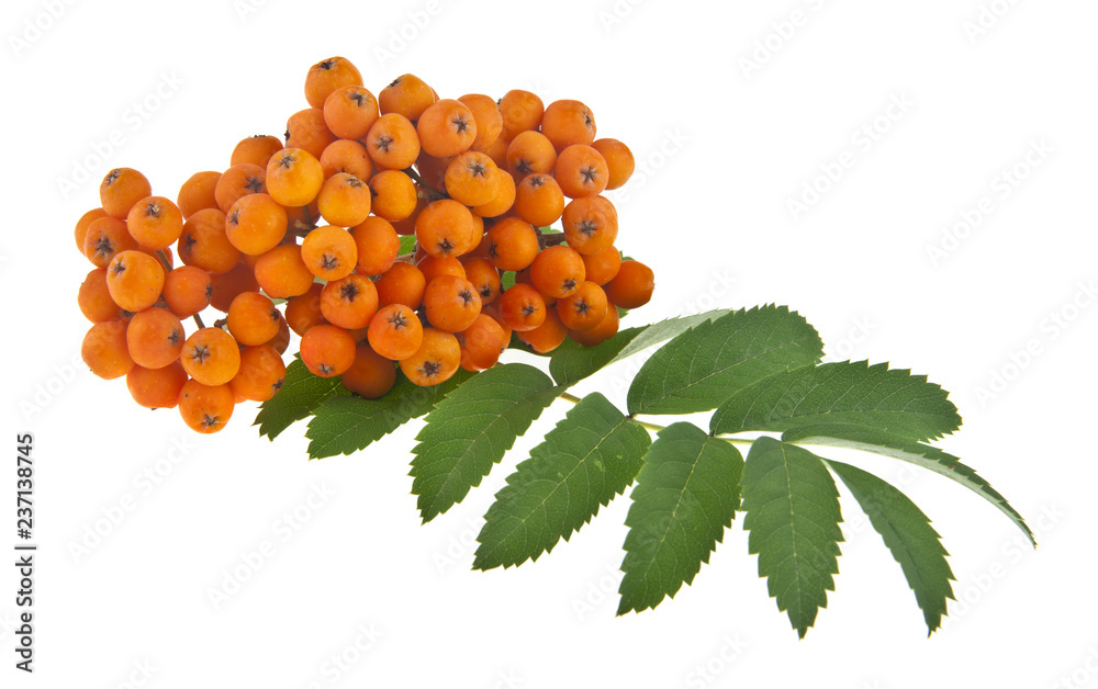 Sticker rowan berries isolated on white background