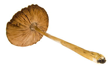 inedible mushroom isolated on white background