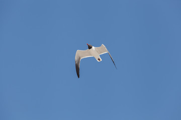 Black Headed Gull fly in the sky